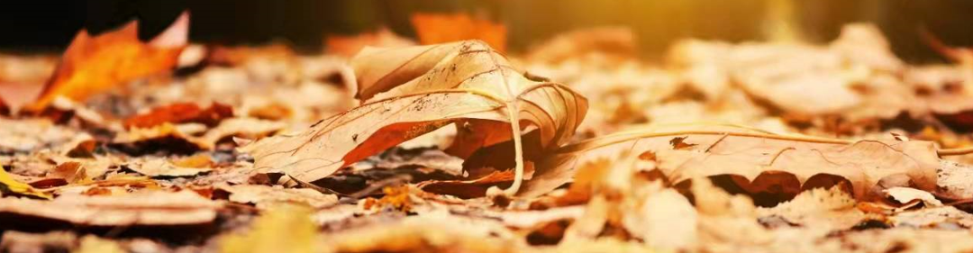 华为Mate系列与P系列对比：如何选择最适合你的高端旗舰手机