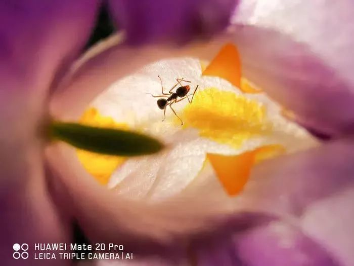 IP68防水设计提升华为手机的实用性_华为专业防水手机是哪款_华为防水性能