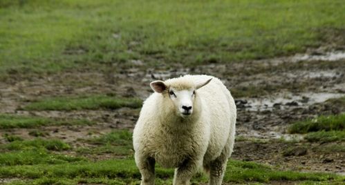 2025年55岁女性运势详解：健康、事业与家庭全面预测与分析