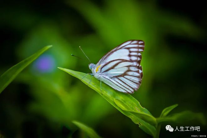 美国最大电影院连锁品牌Regal Cinemas接受比特币支付购买电影票